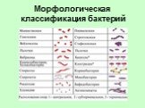 Морфологическая классификация бактерий