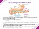 Поджелудочная железа. Крупнейшая и важнейшая железа пищеварительной системы и одновременно важнейшая железа внутренней секреции. Общая длина поджелудочной железы 12-15 см. Масса 60-100 грамм. Расположена в брюшной полости позади желудка, тесно примыкая к двенадцатиперстной кишке. Поджелудочная желез