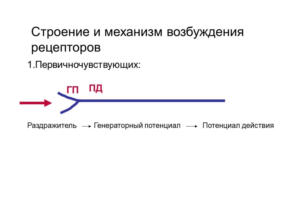 Возбуждение рецепторов. Механизм возбуждения рецепторов. Первичночувствующие рецепторы механизм возбуждения. Механизм развития возбуждения в первичночувствующих рецепторах. Генераторный потенциал.