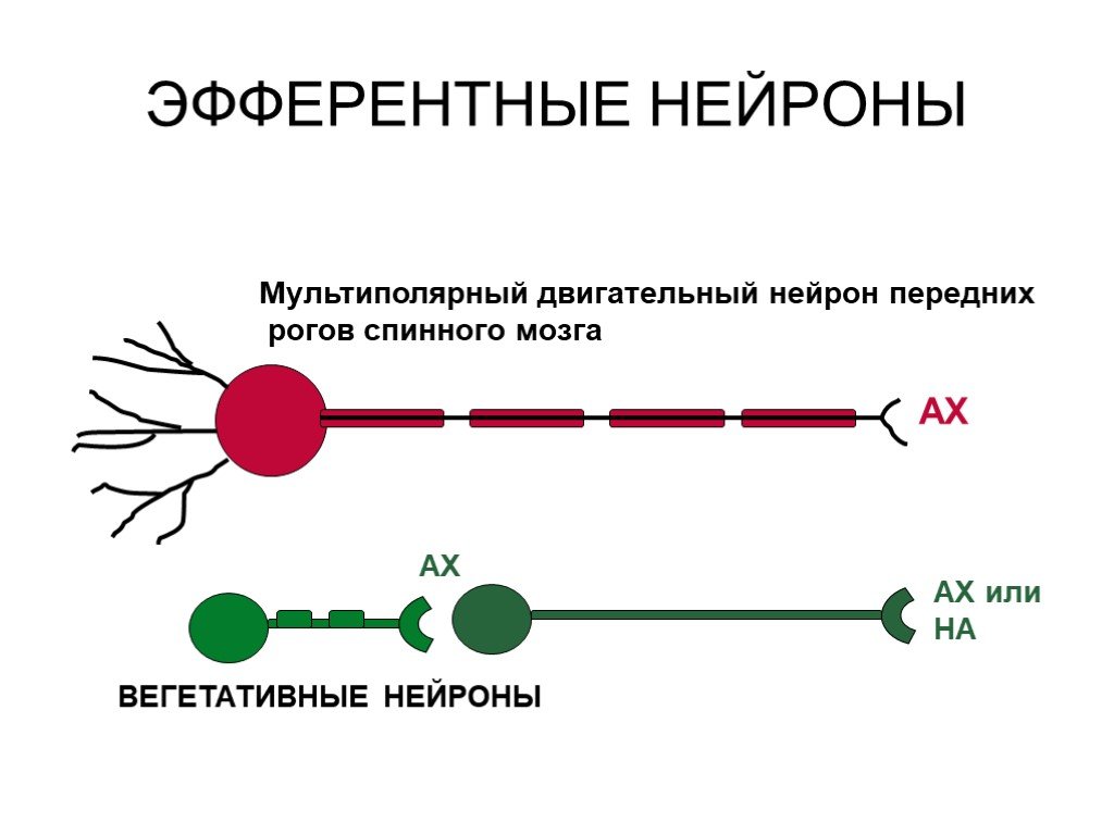 Эфферентные нейроны. Афферентные и эфферентные Нейроны. Афферентный Нейрон и эфферентный Нейрон. Эфферентный Нейрон строение. Эфферентный Нейрон схема.