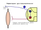 Рефлекторная дуга полисинаптическая. Примеры: защитный сгибательный рефлекс, разгибательные рефлексы и др. Рецептор кожи