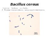 Bacillus cereus. Семейство: Bacillaceae; род: Bacillus. Пищевые токсикоинфекции, продуцирует энтеротоксины.