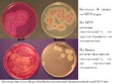 Источник: http://www.fda.gov/food/foodscienceresearch/laboratorymethods/ucm070875.htm. Колонии B. cereus на MYP агаре. На MYP: розовые, лецитиназа(+), но другие бактерии не подавляются. На Bacara: розово-оранжевые, лецитиназа(+), но др. организмы подавлены.