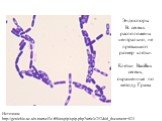 Источник: http://geniebio.ac-aix-marseille.fr/biospip/spip.php?article252&id_document=824. Эндоспоры B. cereus расположены центрально, не превышают размер клетки. Клетки Bacillus cereus, окрашенные по методу Грама