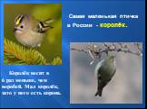 Самая маленькая птичка в России - королёк. Королёк весит в 6 раз меньше, чем воробей. Мал королёк, зато у него есть корона.