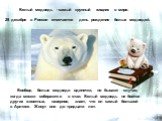 Белый медведь - самый крупный хищник в мире. Вообще, белые медведи одиночки, но бывают случаи, когда мишки собираются в стаи. Белый медведь не боится других животных, наверное, знает, что он самый большой в Арктике. Живут они до тридцати лет. 29 декабря в России отмечается день рождения белых медвед