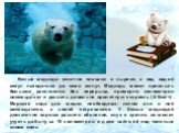 Белые медведи отлично плавают и ныряют, а под водой могут находиться до семи минут. Медведь может проплыть большое расстояние без перерыва, примерно километров восемьдесят и развить довольно приличную скорость (4-5км/ч). Морская вода для мишек необходима: летом они в ней охлаждаются, а зимой согрева