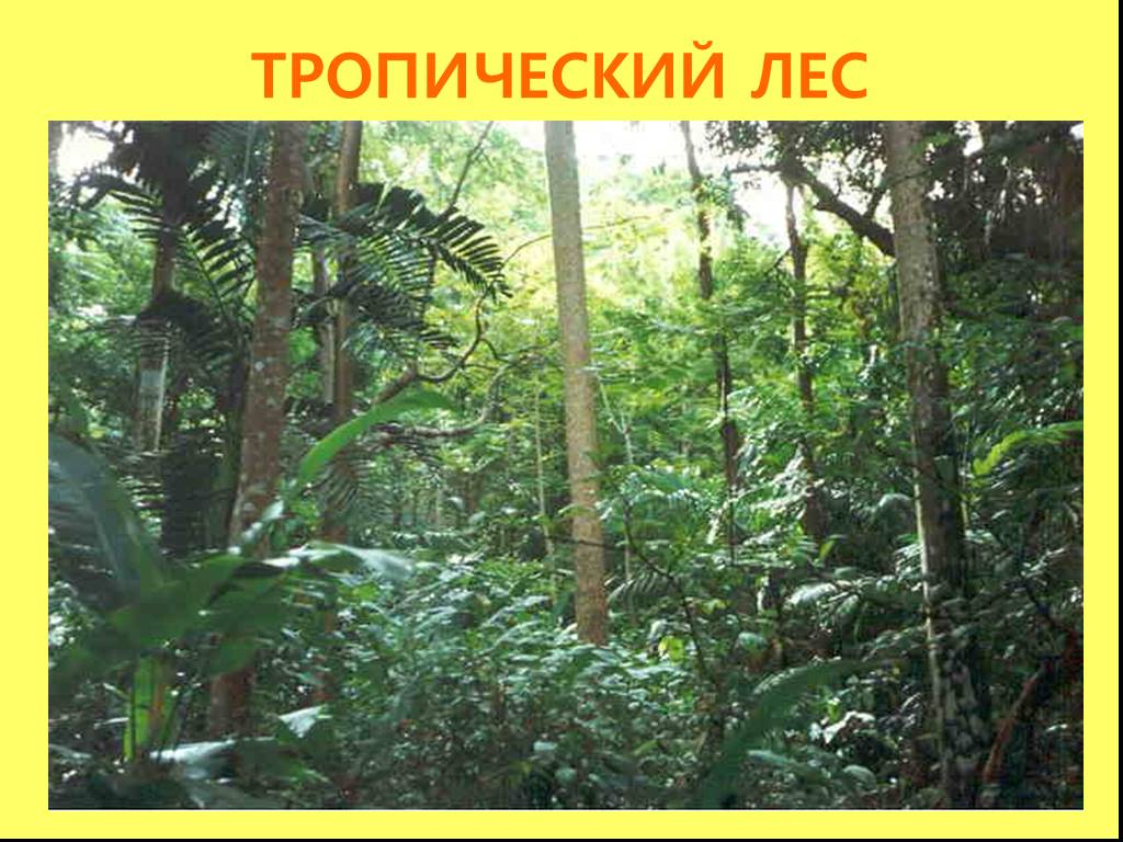 Тропический лес текст. Животные и растения тропических лесов. Растительный мир тропических лесов. Растительный мир влажных тропических лесов. Тропические леса презентация.