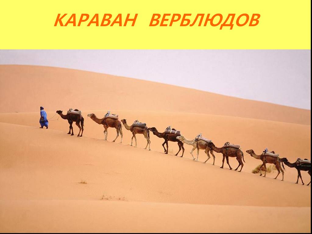 Караван называется. Караван верблюдов в пустыне. Жители пустынь. Верблюды идут по пустыне. В пустыне люди называются.