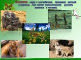 Экология – наука о местообитании, проживании растений и животных . Она изучает взаимоотношения растений, животных и человека.