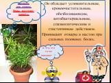 Аспарагус или спаржа. Ягоды растения– ядовиты. Он обладает успокоительным, кровоочистительным, обезболивающим, антибактериальным, спазмолитическим и глистогонным действием. Принимают отвары и настои при сильных головных болях. А это, что то же помогает ?