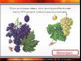Виноград. Один килограмм свежих ягод винограда обеспечивает около 30% калорий дневного рациона человека.