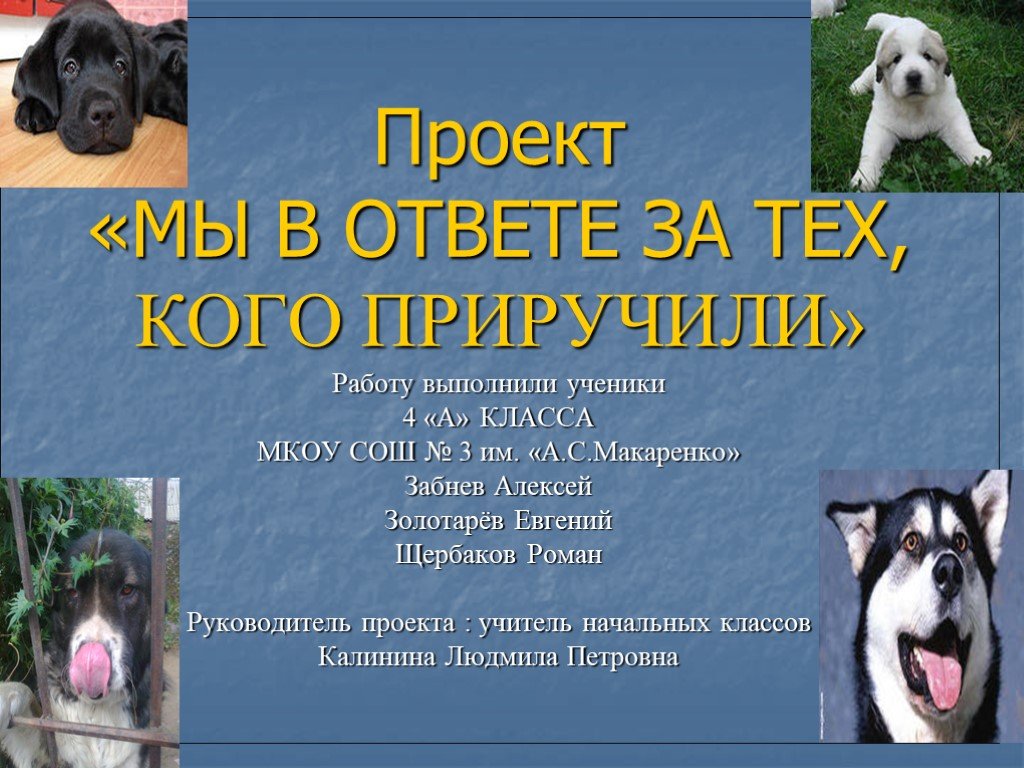 Ты в ответе за тех кого приручил проект