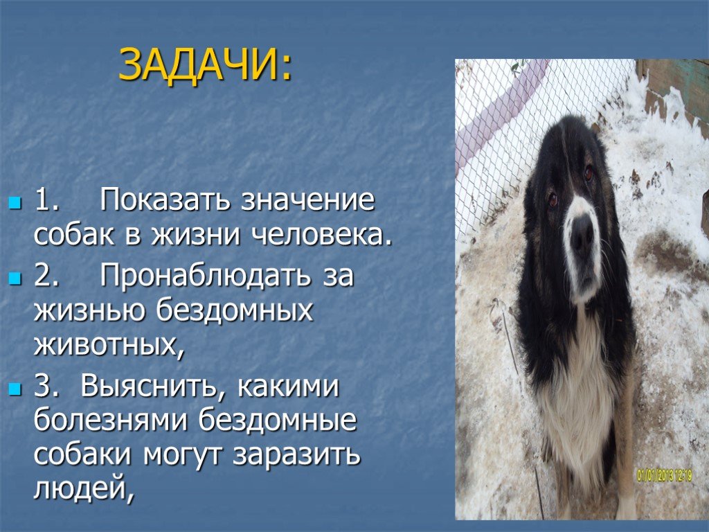 Значение собаки. Значение собаки в жизни человека. Значение собак в природе. Жить как собаки значение. Искать с собаками значение.