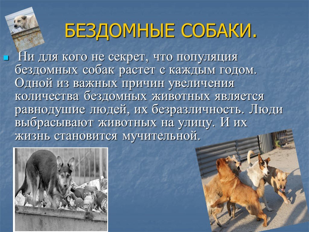 Человек является животным. Презентация на тему бродячие собаки. Бездомные собаки презентация. Бездомные собаки проект. Популяция бездомных собак.