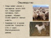 Овцеводство. Овца живет рядом с человеком около 3000 лет. Овца кормит человека, поит, одевает, обувает. Особо ценится овечья шерсть. Занимаются в одном хозяйстве Удмуртии – СПК «1 мая» Малопургинского района.