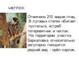 чеглок. Отмечено 210 видов птиц. В луговых степях обитает пустельга, ястреб- тетеревятник и чеглок. На территории участка Баркаловка относительно регулярно гнездится редкий вид – орёл-карлик.