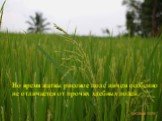 Во время жатвы рисовое поле ничем особенно не отличается от прочих хлебных полей.