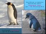 Самым большим из современных представителей является императорский пингвин (рост — 110—120 см, вес до 46 кг). Самый мелкий —малый пингвин (рост 30—40 см, вес 1—2,5 кг)