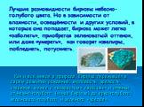 Лучшие разновидности бирюзы небесно-голубого цвета. Но в зависимости от влажности, освещённости и других условий, в которые она попадает, бирюза может легко «заболеть», приобретая зеленоватый оттенок, или даже «умереть», как говорят ювелиры, побледнеть, потускнеть. Как и всё живое в природе, бирюза 