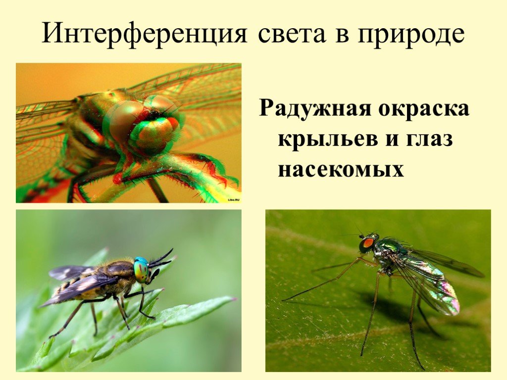 Примеры интерференции в жизни