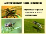 Интерференция света в природе. Радужная окраска крыльев и глаз насекомых