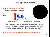 Спин –проявляет себя: а) в магнитном поле (частица подобна магнитной стрелке) устойчивое неустойчивое положение б) в коллективах одинаковых частиц. В – магнитное поле. s - спин. Рис. справа. При включении магнитного поля исходный поток частиц расщепляется на два разной интенсивности (вдоль поля –ярч