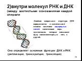 2)внутри молекул РНК и ДНК (между азотистыми основаниями каждой спирали. Она определяет основные функции ДНК и РНК (репликация, транскрипция, трансляция). Двойная спиральная структура ДНК определяется в значительной степени наличием водородных связей, сцепляющих пары нуклеотидов, которые связывают о