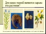 Для каких тканей являются сырьем эти растения? Иллюстрация из учебного пособия «Обслуживающий труд» для 5 класса А.Я. Лобазина