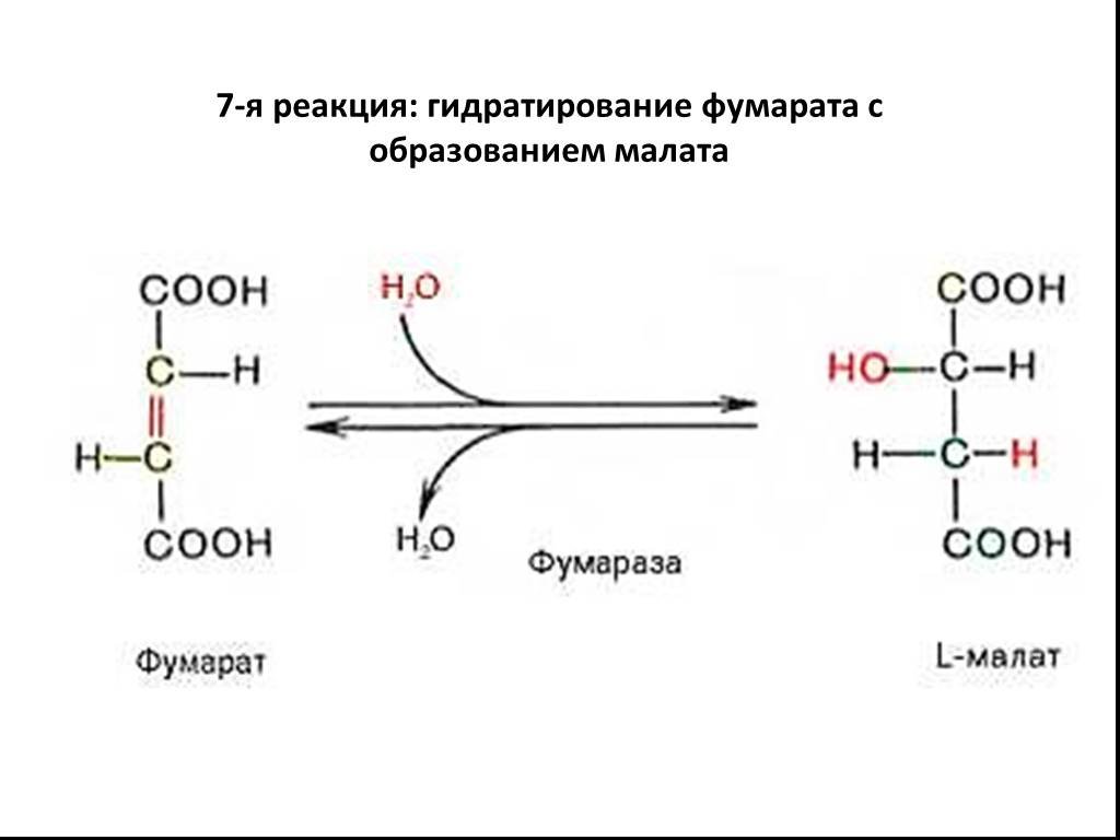 Реакция 7. Фумаратгидратаза реакция. Фумарат малат реакция. Фумаровая кислота фумаратгидратаза. Восстановление фумаровой кислоты реакция.