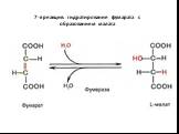 7-я реакция: гидратирование фумарата с образованием малата