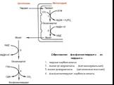 Образование фосфоенол-пирувата из пирувата. 1 - пируваткарбоксилаза; 2 - малатде-гидрогеназа (митохондриальная); 3 -малатдегидрогеназа (цитоплазматическая); 4 - фосфоенолпируват-карбокси-киназа.
