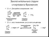 Заключительные стадии спиртового брожения. 11 ст. Декарбоксилирование пвк 12 ст. восстановление уксусного альдегида
