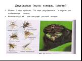 Двукрылые (мухи, комары, слепни). Имеют 1 пару крыльев, 2-я пара редуцирована и служит для стабилизации полета. Колюще-сосущий или лижущий ротовой аппарат