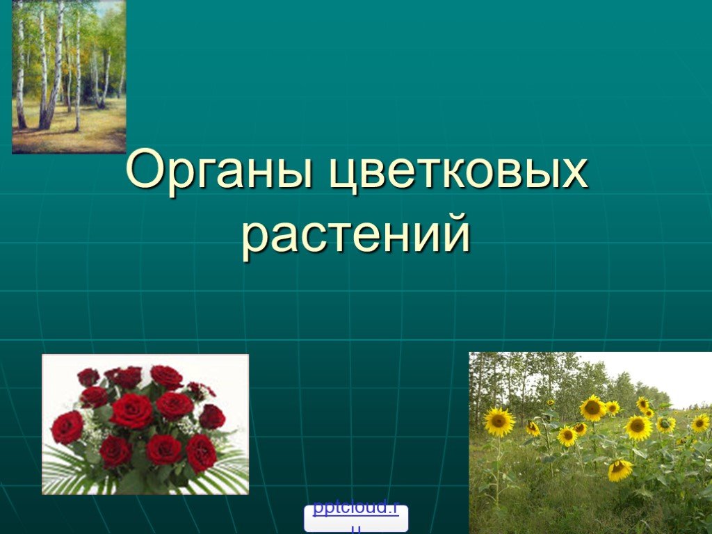 Биология классы цветковых растений. Органы цветкового растения 6 класс биология. Органы цветкового растения презентация. Органы цветковых растений 6. Презентация на тему органы растений.