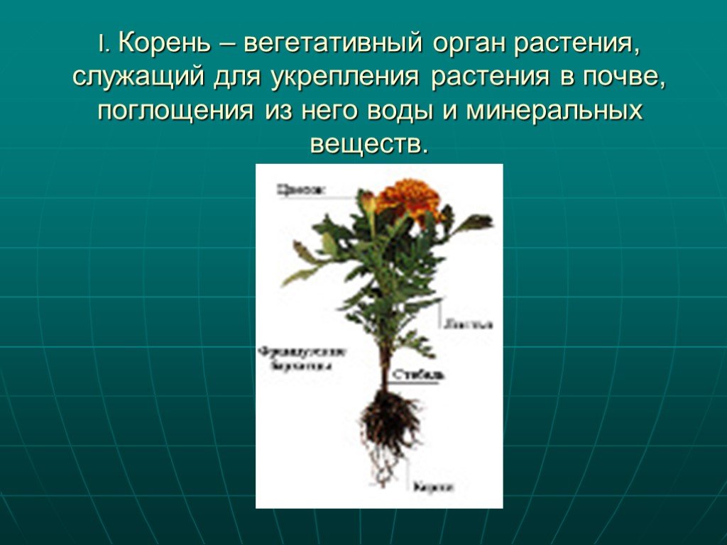 Растение служит. Вегетативные органы корень. Органы растений корень. Корень служит растению для. Корень как орган растения.