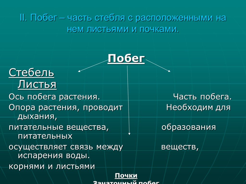 Стебель с расположенными. Части побега. Ось стебля. Кластер побег. Часть стебля для дыхания.