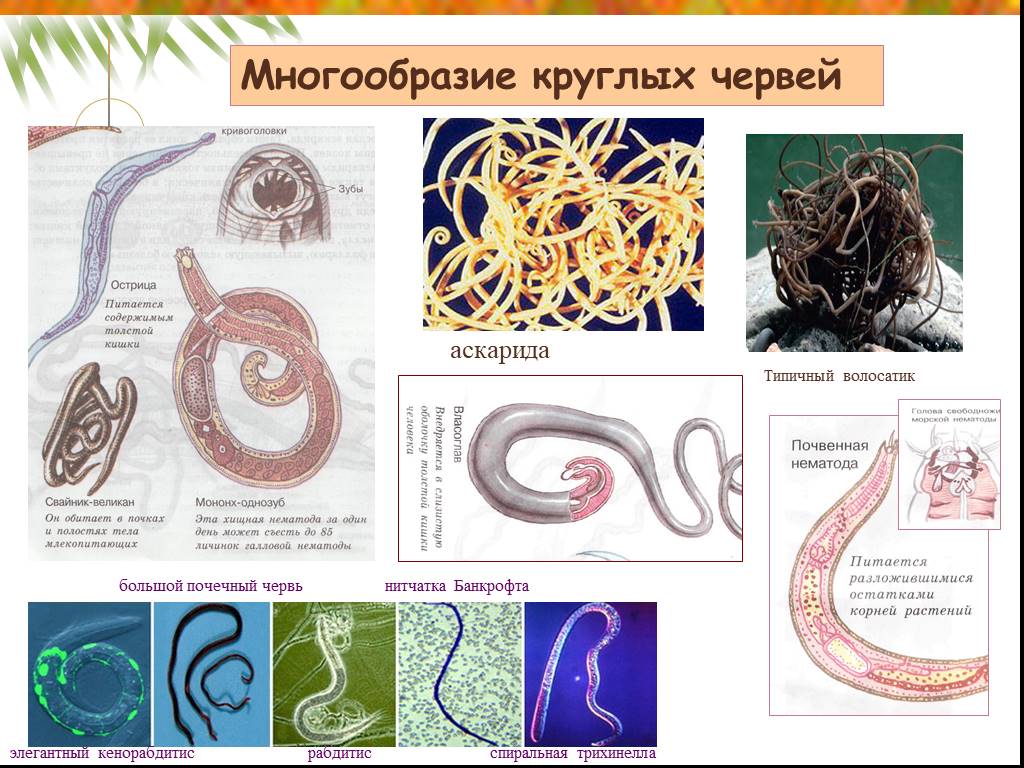 К какому типу животных относят аскариду. Круглые черви нематоды паразиты. Круглые черви паразиты представители. Представители круглых червей нематоды. Гельминты. Тип круглые черви.