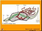 Строение круглых червей. Кожно-мускульный мешок состоит из наружной многослойной кутикулы, расположенного под ней однослойного эпителия и слоя продольных мышечных волокон,. Тело трехслойно: эктодерма, мезодерма, энтодерма. Есть полость тела. Первичная полость тела, заполненная жидкостью и выполняюща