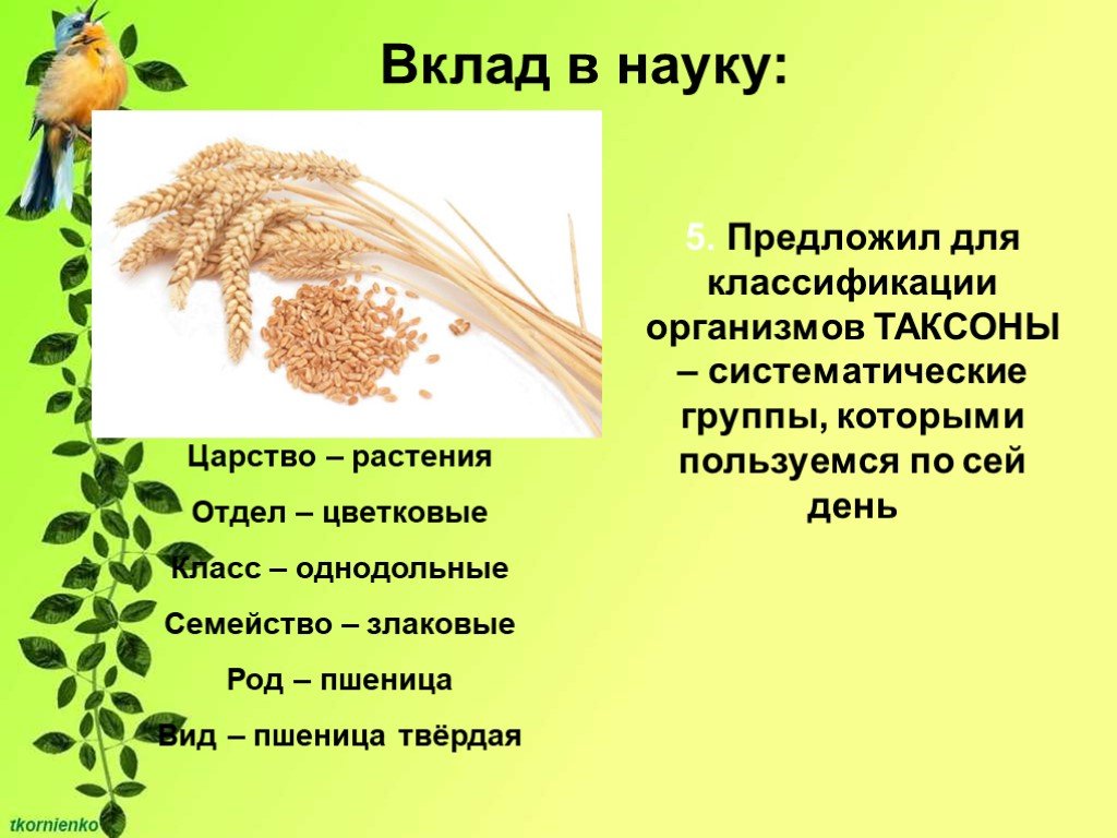 Пшеница группа организмов. Семейство злаковые род вид. Систематика растений пшеница. Пшеница род вид. Пшеница вид род семейство класс отдел царство.