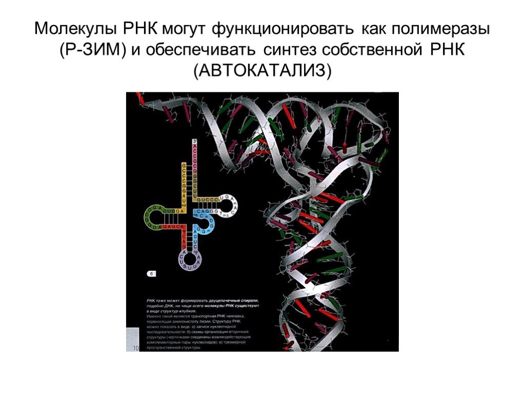 Молекула рнк и информация. Молекула РНК. Автокатализ РНК. Самая длинная молекула РНК. Рибозим РНК.