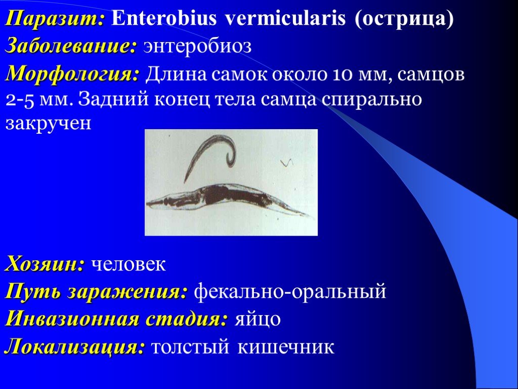 Круглые черви заболевания. Черви паразиты Острица. Инвазионная форма острицы. Enterobius vermicularis заболевание. Энтеробиоз (Enterobius vermicularis).