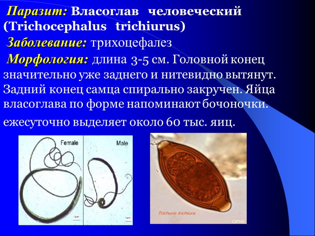 Власоглав симптомы. Власоглав человеческий (Trichocephalus Trichiurus). Паразиты круглые власоглав. Власоглав человеческий (Trichocephalus Trichiurus) – возбудитель трихоцефалеза. Яйцо власоглава с личинкой.