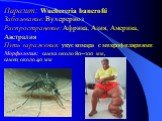 Паразит: Wuchereria bancrofti Заболевание: Вухерериоз Распространение: Африка, Азия, Америка, Австралия Путь заражения: укус комара с микрофиляриями Морфология: самка около 80—100 мм, самец около 40 мм