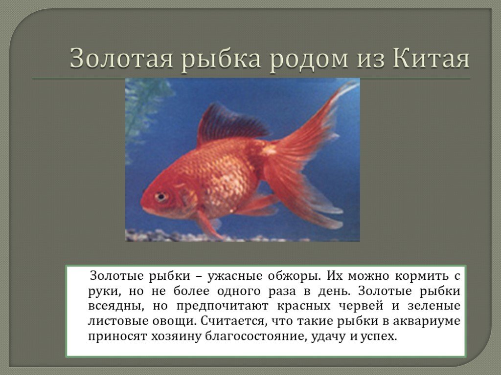 Золотая рыбка 2 5