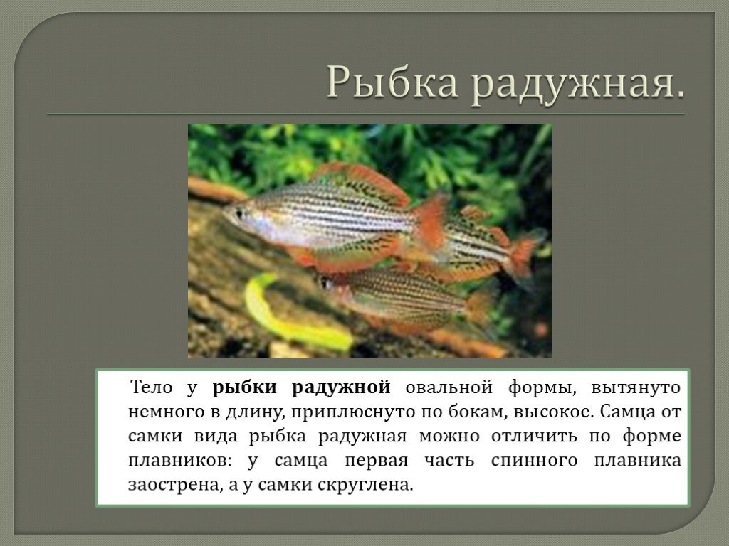 Разборы рыбки разновидности. Соотношение самцов и самок у рыб. Сравнение спинного плавника у самки и самца. Радужная рыба в чёрном море.