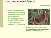 класс насекомые Insecta. Отряд чешуекрылых Lepidoptera по самым скромным подсчетам насчитывает в Московской области не менее 620 видов, из них дневных бабочек — 126 видов. Бабочка Адмирал Vanessa atalanta. В Подмосковье обычна, встречается на опушках, в садах, на лугах.
