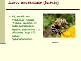 Из семейство пчелиных Apidae (пчелы, шмели) 74 вида достоверно зарегистрировано, а обитание еще 132 видов предполагается. шмель