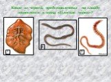 Какие из червей, представленных на слайде относятся к типу «Плоские черви»? 1 2 3