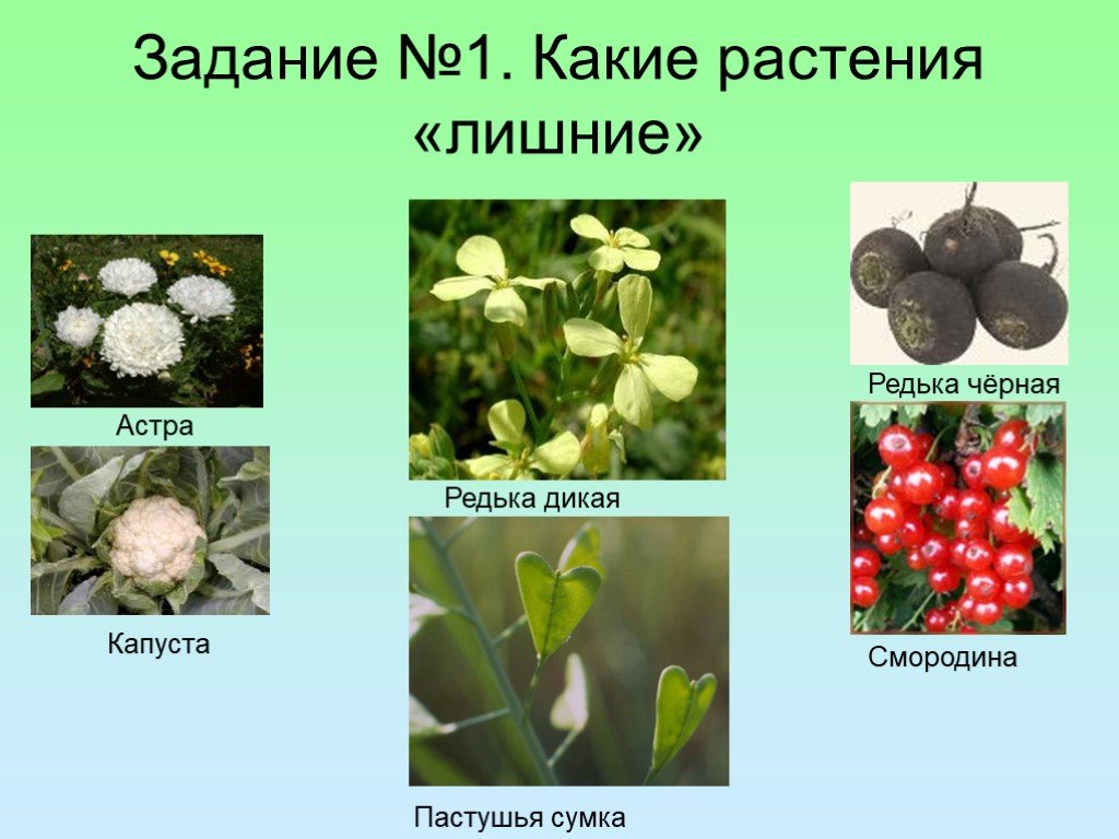 Класс двудольные растения семейства крестоцветные